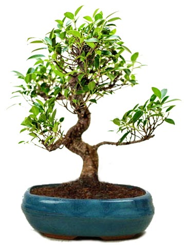 25 cm ile 30 cm aralnda Ficus S bonsai  stanbul iek Sat iek gnderme sitemiz gvenlidir 