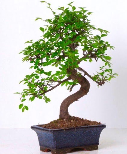 S gvdeli bonsai minyatr aa japon aac  stanbul iek Sat iek gnderme sitemiz gvenlidir 