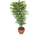 Ficus zel Starlight 1,75 cm   stanbul iek Sat cicek , cicekci 