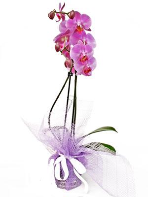  İstanbul Çiçek Satışı anneler günü çiçek yolla  Kaliteli ithal saksida orkide