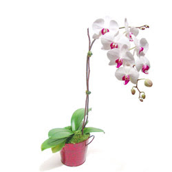  İstanbul Çiçek Satışı çiçek gönderme  Saksida orkide