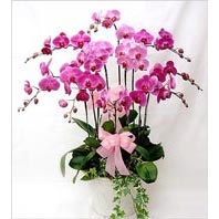  İstanbul Çiçek Satışı cicekciler , cicek siparisi  3 adet saksi orkide  - ithal cins -