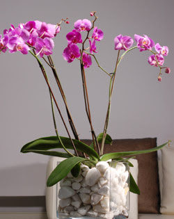  İstanbul Çiçek Satışı çiçek siparişi sitesi  2 dal orkide cam yada mika vazo içerisinde