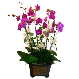  İstanbul Çiçek Satışı cicek , cicekci  4 adet orkide çiçegi