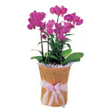  İstanbul Çiçek Satışı çiçek siparişi vermek  saksi iiçerisinde 3 dal orkide