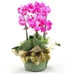  İstanbul Çiçek Satışı İnternetten çiçek siparişi  2 dal orkide , 2 köklü orkide - saksi çiçegidir