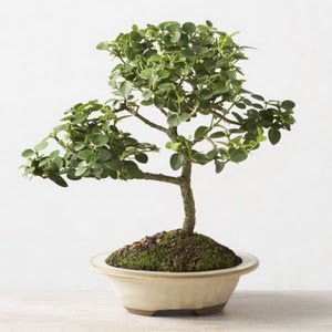 ithal bonsai saksi iegi  stanbul iek Sat iek online iek siparii 