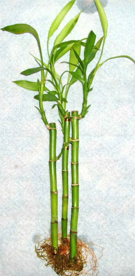 Lucky Bamboo 3 adet vazo hediye edilir   stanbul iek Sat cicek , cicekci 