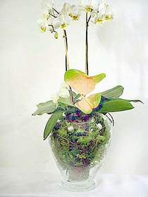  İstanbul Çiçek Satışı çiçek satışı  Cam yada mika vazoda özel orkideler