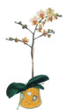  İstanbul Çiçek Satışı online çiçek gönderme sipariş  Phalaenopsis Orkide ithal kalite