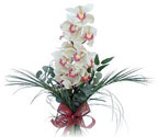  İstanbul Çiçek Satışı çiçek siparişi sitesi  Dal orkide ithal iyi kalite