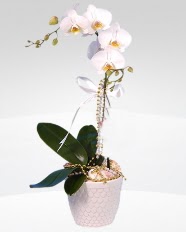 1 dallı orkide saksı çiçeği  İstanbul Çiçek Satışı online çiçekçi , çiçek siparişi 