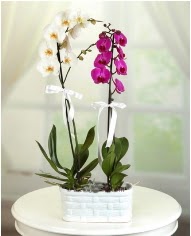 1 dal beyaz 1 dal mor yerli orkide saksıda  İstanbul Çiçek Satışı çiçek servisi , çiçekçi adresleri 