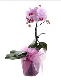 1 dal pembe orkide saksı çiçeği  İstanbul Çiçek Satışı kaliteli taze ve ucuz çiçekler 