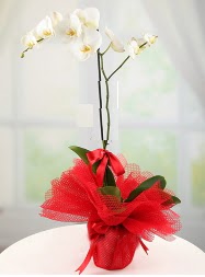 1 dal beyaz orkide saksı çiçeği  İstanbul Çiçek Satışı yurtiçi ve yurtdışı çiçek siparişi 