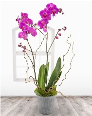2 dallı mor orkide saksı çiçeği  İstanbul Çiçek Satışı ucuz çiçek gönder 