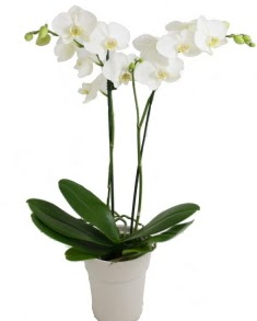 2 dallı beyaz orkide  İstanbul Çiçek Satışı uluslararası çiçek gönderme 