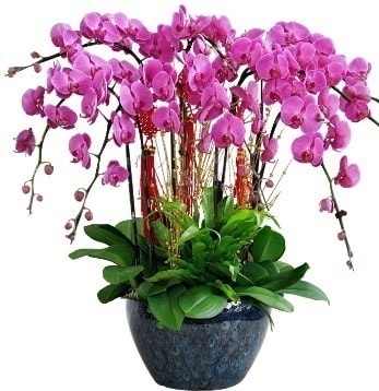 9 dallı mor orkide  İstanbul Çiçek Satışı 14 şubat sevgililer günü çiçek 