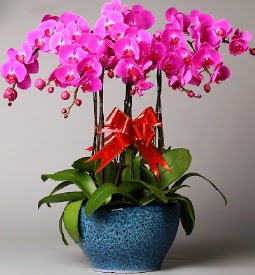 7 dallı mor orkide  İstanbul Çiçek Satışı çiçek online çiçek siparişi 