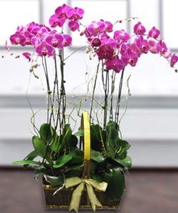 4 dallı mor orkide  İstanbul Çiçek Satışı güvenli kaliteli hızlı çiçek 