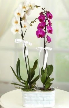 1 mor 1 dal beyaz İthal orkide sepet içerisinde  İstanbul Çiçek Satışı çiçek mağazası , çiçekçi adresleri 