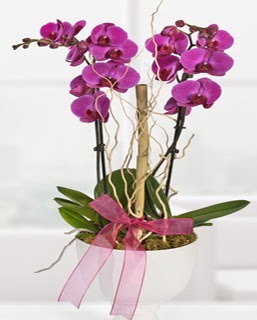 2 dallı nmor orkide  İstanbul Çiçek Satışı anneler günü çiçek yolla 