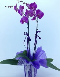 2 dallı mor orkide  İstanbul Çiçek Satışı kaliteli taze ve ucuz çiçekler 