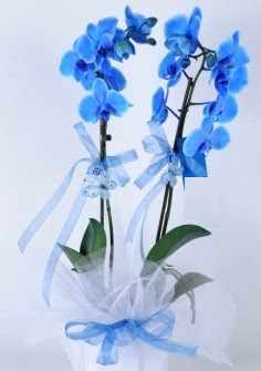 2 dallı mavi orkide  İstanbul Çiçek Satışı internetten çiçek satışı 