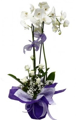 2 dallı beyaz orkide 5 adet beyaz gül  İstanbul Çiçek Satışı çiçekçi mağazası 