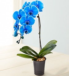 1 dallı süper eşsiz mavi orkide  İstanbul Çiçek Satışı çiçek mağazası , çiçekçi adresleri 