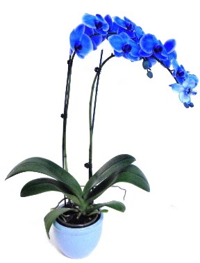 Seramikli 2 dallı süper eşsiz mavi orkide  İstanbul Çiçek Satışı çiçek servisi , çiçekçi adresleri 