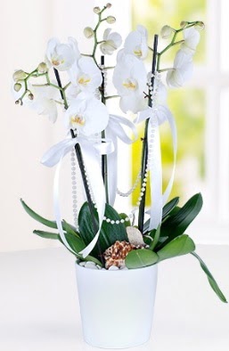 3 dallı beyaz orkide  İstanbul Çiçek Satışı çiçek yolla 