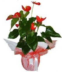 Antoryum saksı iç mekan süs bitkisi  İstanbul Çiçek Satışı çiçek servisi , çiçekçi adresleri 