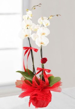 2 dallı beyaz orkide ve 1 adet kırmızı gül  İstanbul Çiçek Satışı anneler günü çiçek yolla 