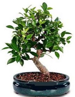 5 yanda japon aac bonsai bitkisi  stanbul iek Sat anneler gn iek yolla 