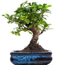 5 yanda japon aac bonsai bitkisi  stanbul iek Sat iek sat 