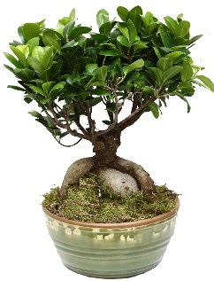 Japon ağacı bonsai saksı bitkisi  İstanbul Çiçek Satışı İnternetten çiçek siparişi 