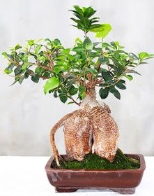 Japon aac bonsai saks bitkisi  stanbul iek Sat ucuz iek gnder 