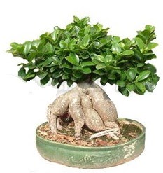 Japon aac bonsai saks bitkisi  stanbul iek Sat iek gnderme 