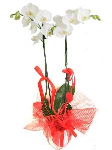 2 dall beyaz orkide bitkisi  stanbul iek Sat uluslararas iek gnderme 