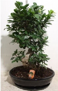 75 CM Ginseng bonsai Japon ağacı  İstanbul Çiçek Satışı hediye çiçek yolla 
