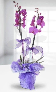 Çift dallı mor orkide LİKE MARKADIR  İstanbul Çiçek Satışı anneler günü çiçek yolla 