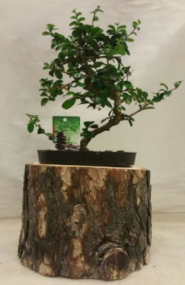 Doğal kütük içinde bonsai japon ağacı  İstanbul Çiçek Satışı İnternetten çiçek siparişi 