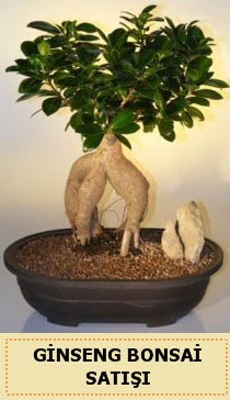 thal Ginseng bonsai sat japon aac  stanbul iek Sat iek siparii sitesi 