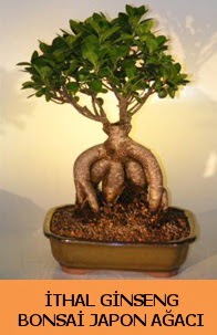 thal japon aac ginseng bonsai sat  stanbul iek Sat nternetten iek siparii 