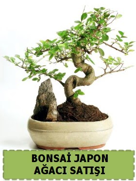 Bonsai japon  aac sat Minyatr thal  stanbul iek Sat internetten iek siparii 