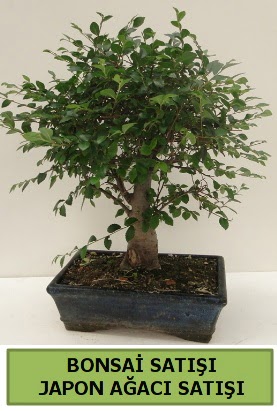 Minyatr bonsai japon aac sat  stanbul iek Sat iek gnderme sitemiz gvenlidir 