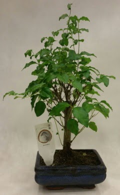 Minyatr bonsai japon aac sat  stanbul iek Sat ieki telefonlar 