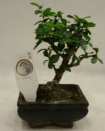 Kk minyatr bonsai japon aac  stanbul iek Sat iek gnderme 