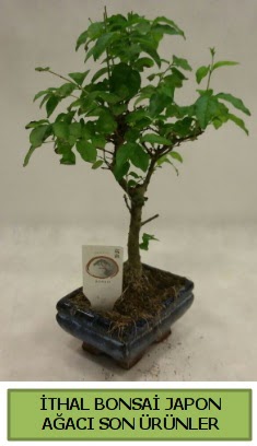 thal bonsai japon aac bitkisi  stanbul iek Sat hediye sevgilime hediye iek 